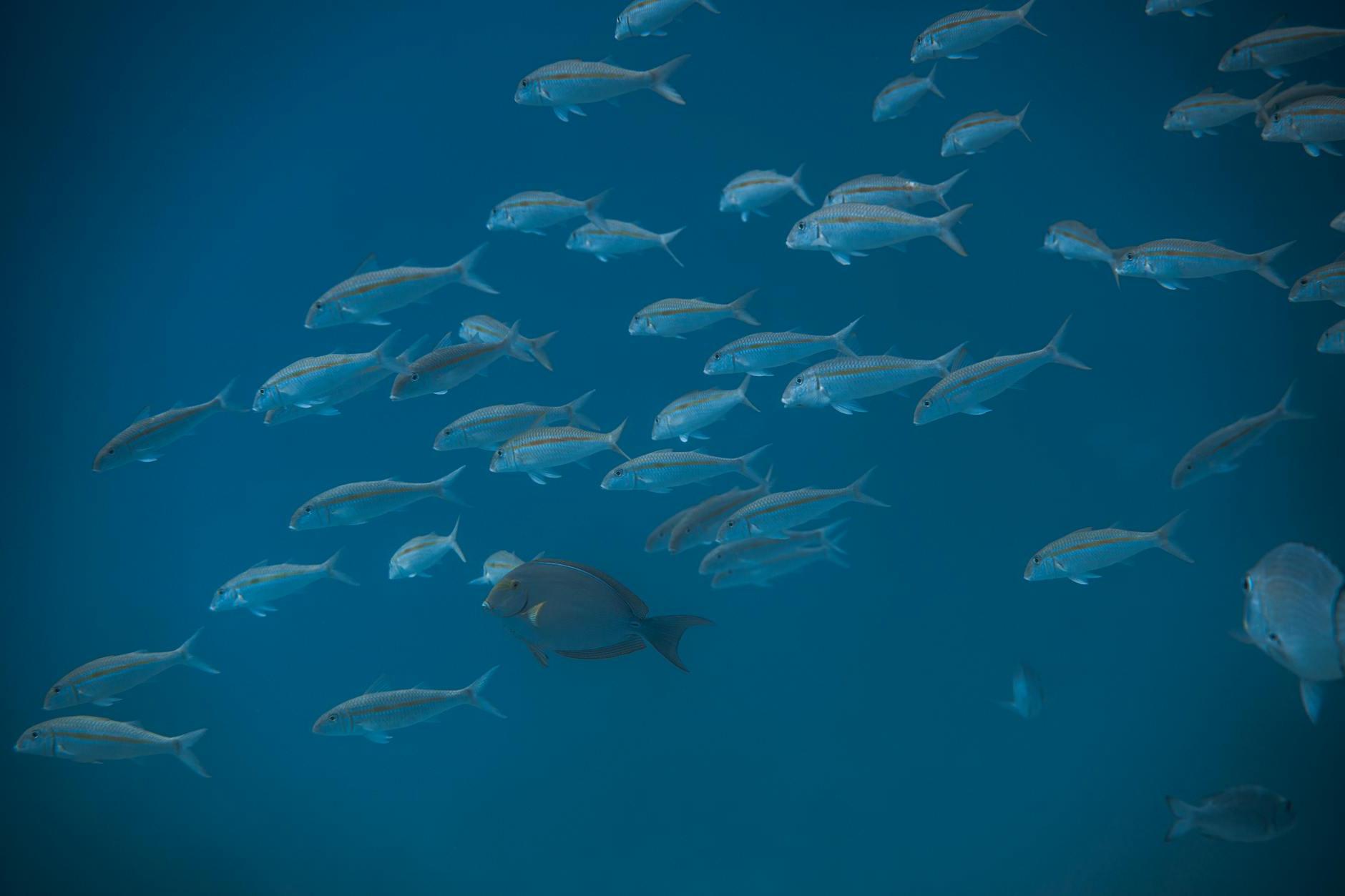 A large group of fish swimming in the ocean