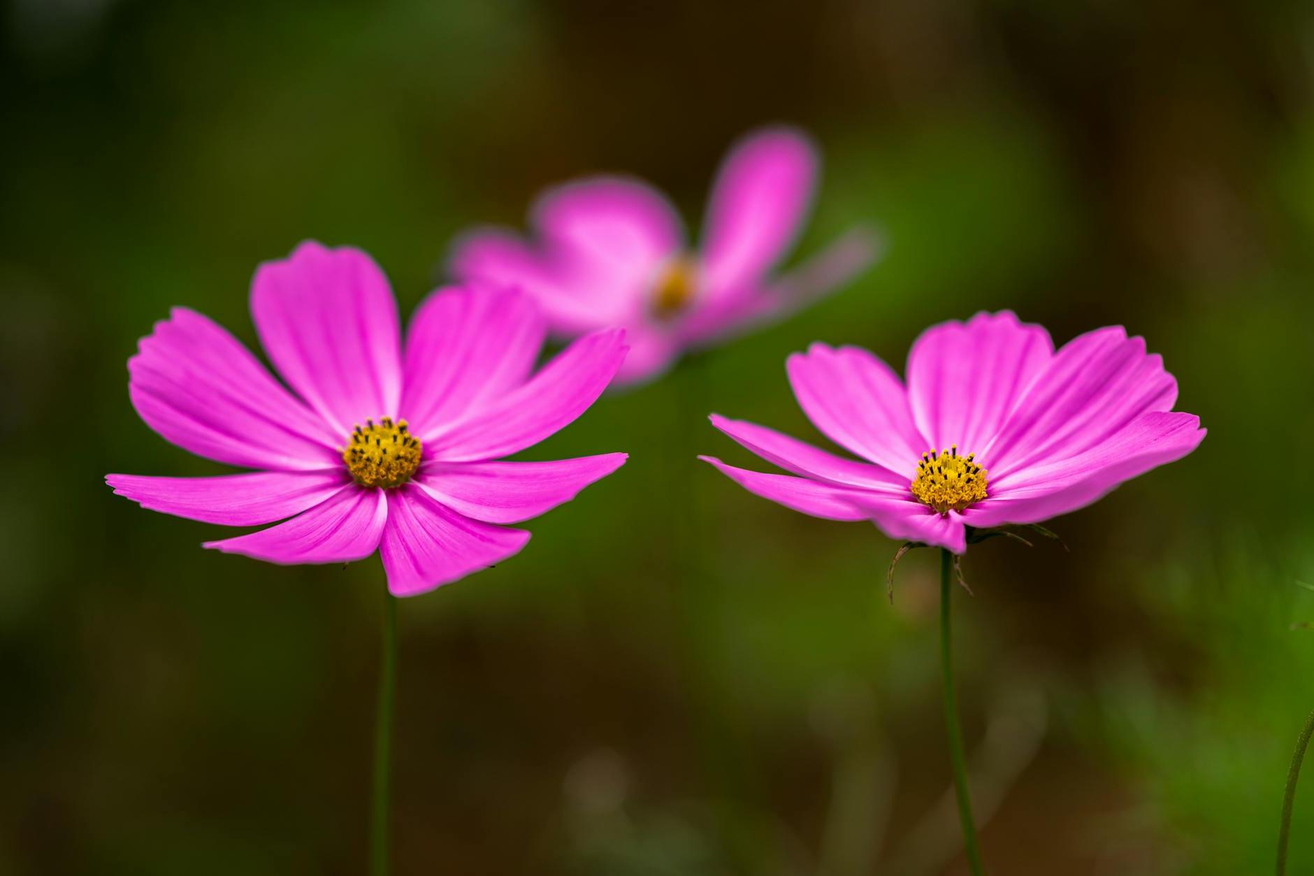 Pink and Yellow Cosmos in a Summer Garden