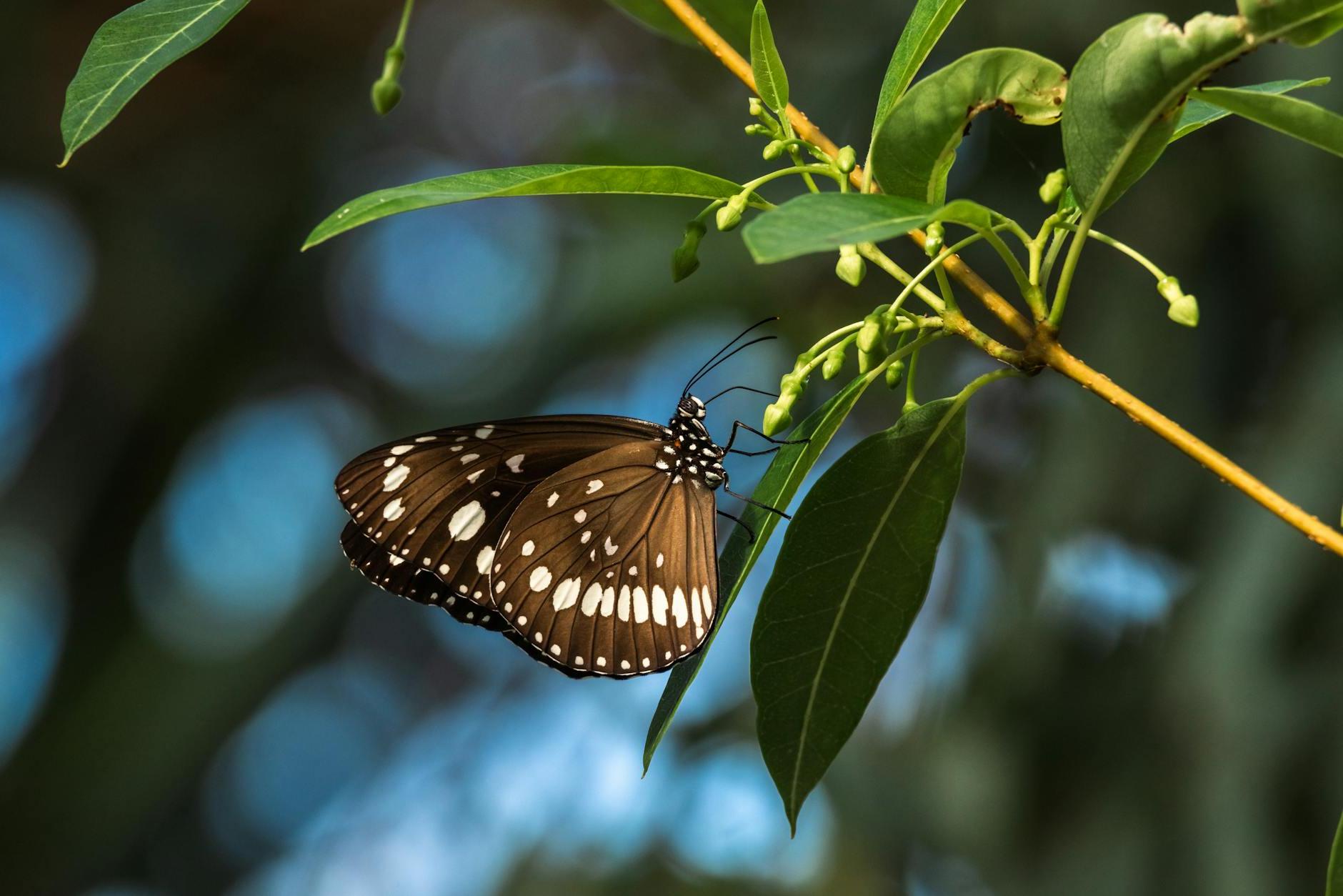 A brown butterfly sitting on a leaf with green leaves