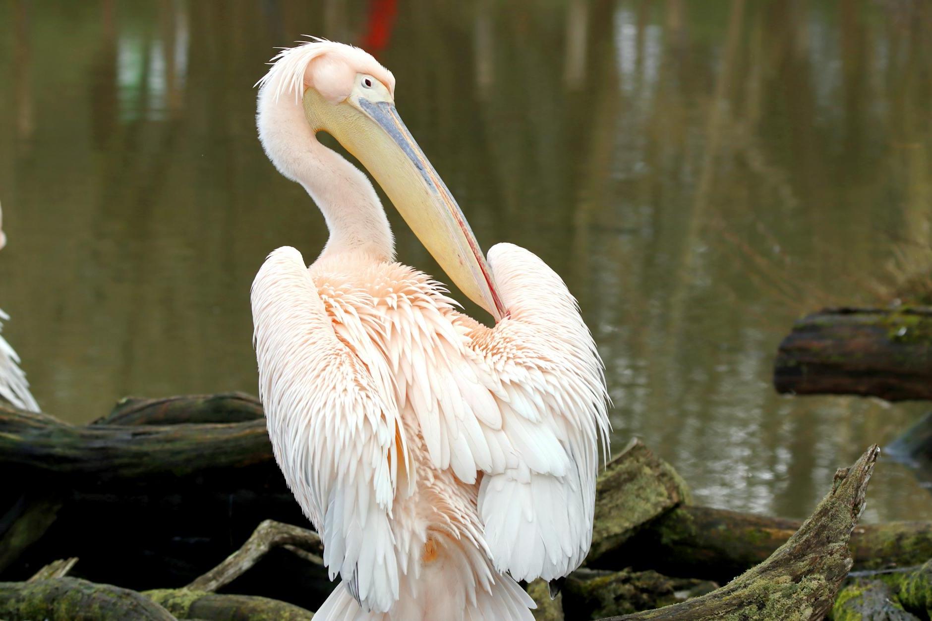 Two pelicans standing on a log near a body of water