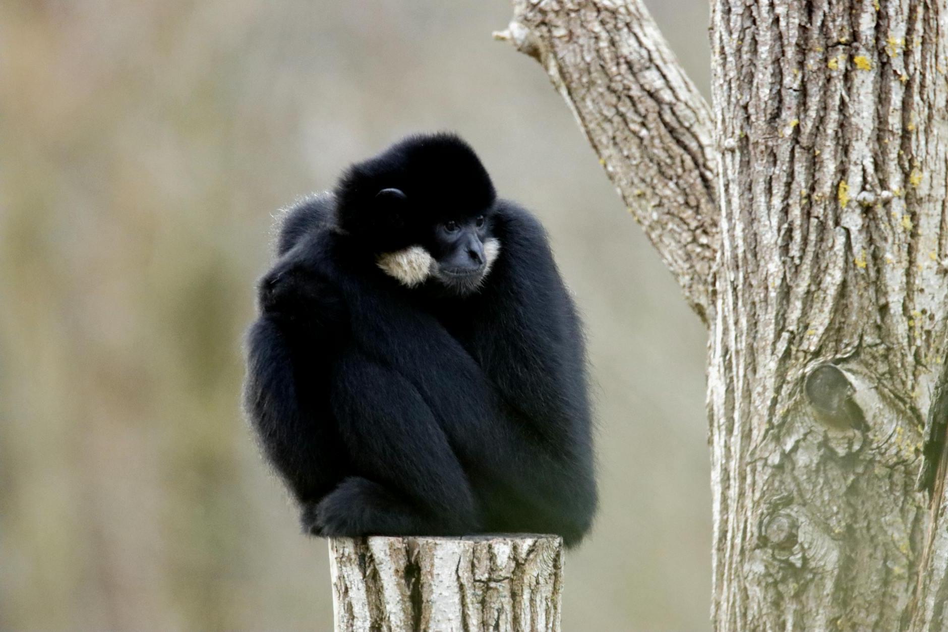 A black monkey sitting on top of a tree stump