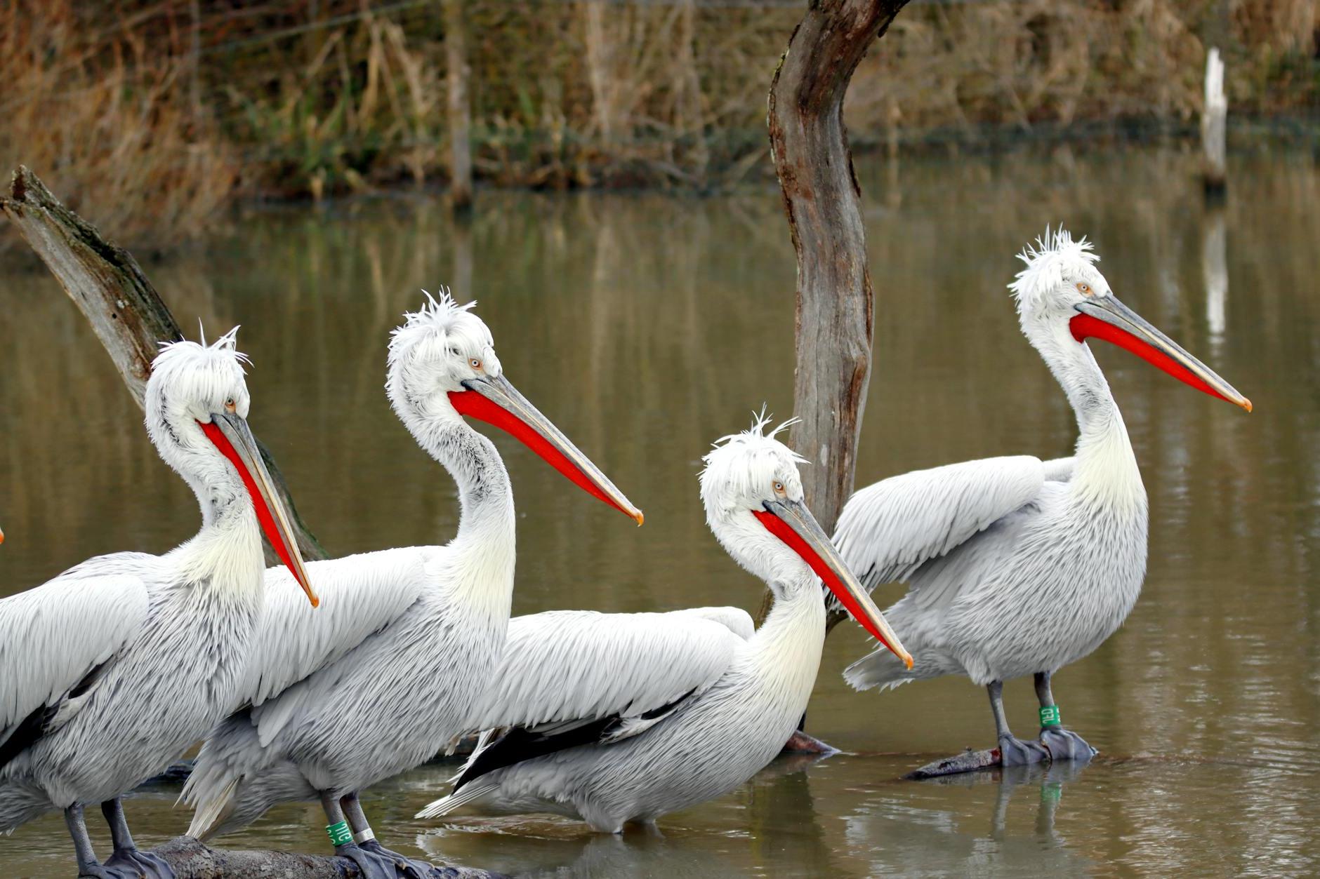 A group of pelicans standing in a pond