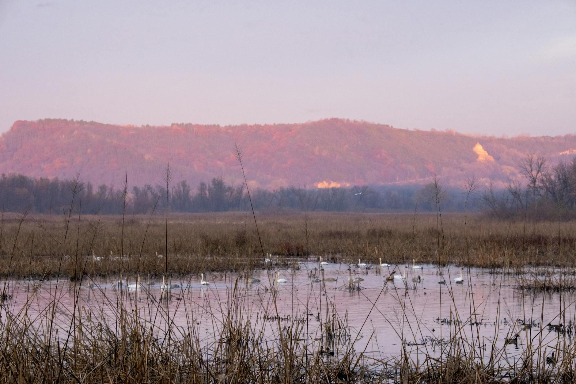 A marsh with a mountain in the background