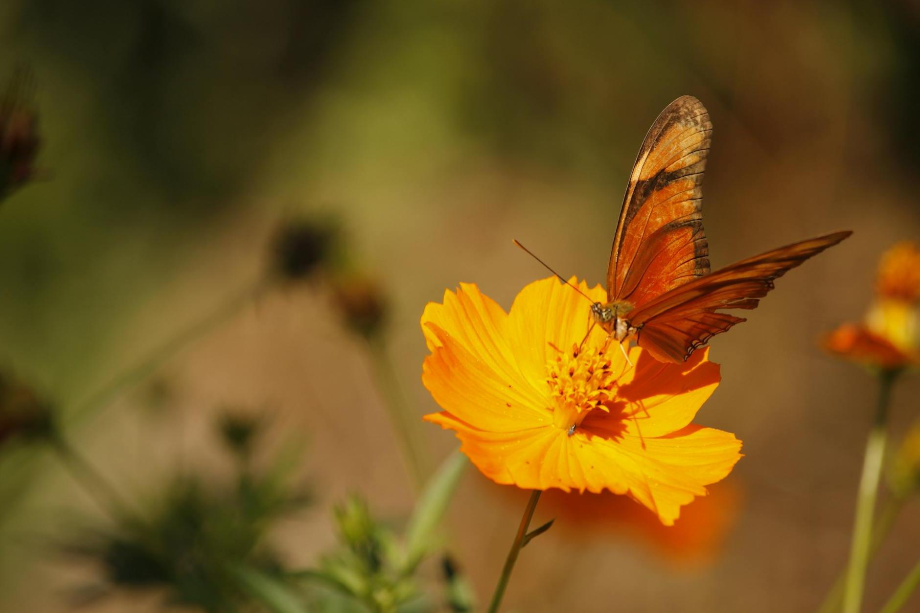 Butterfly on Flower