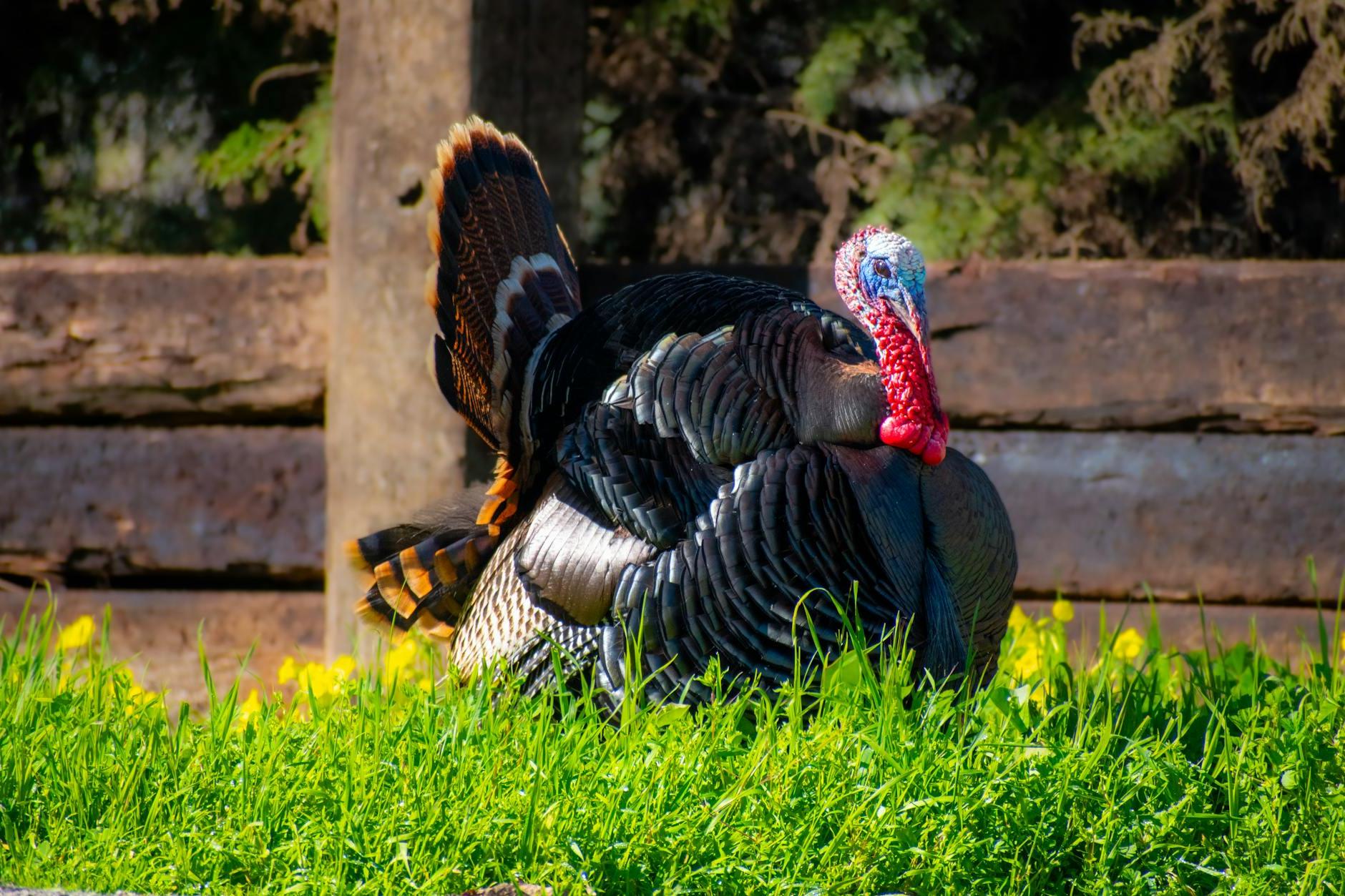 Wild Turkey on the Farm