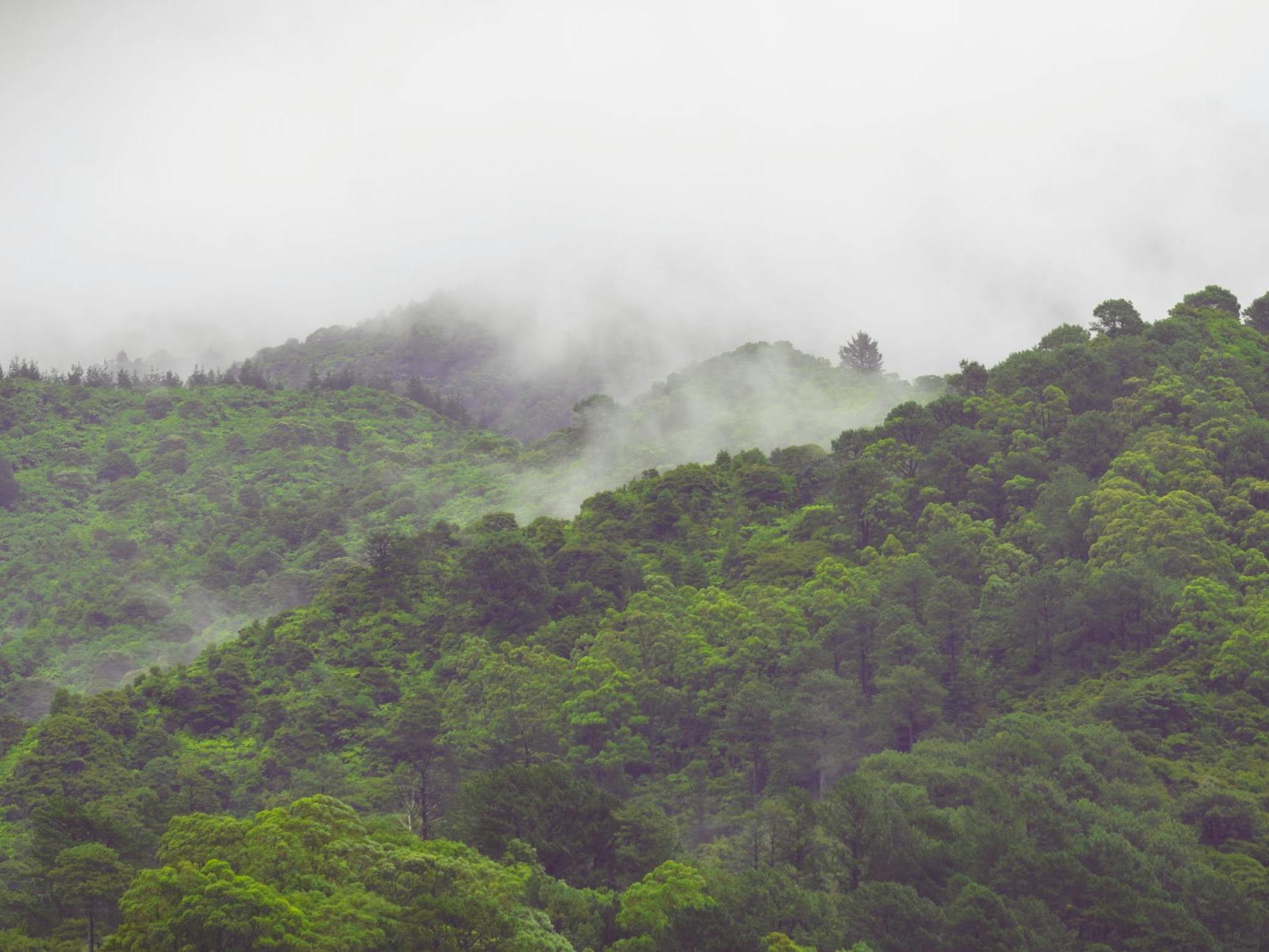 A large green mountain with trees and fog