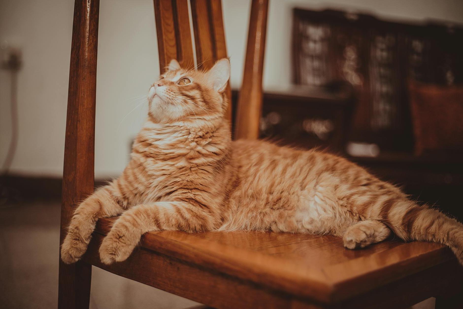 A cat laying on a wooden chair