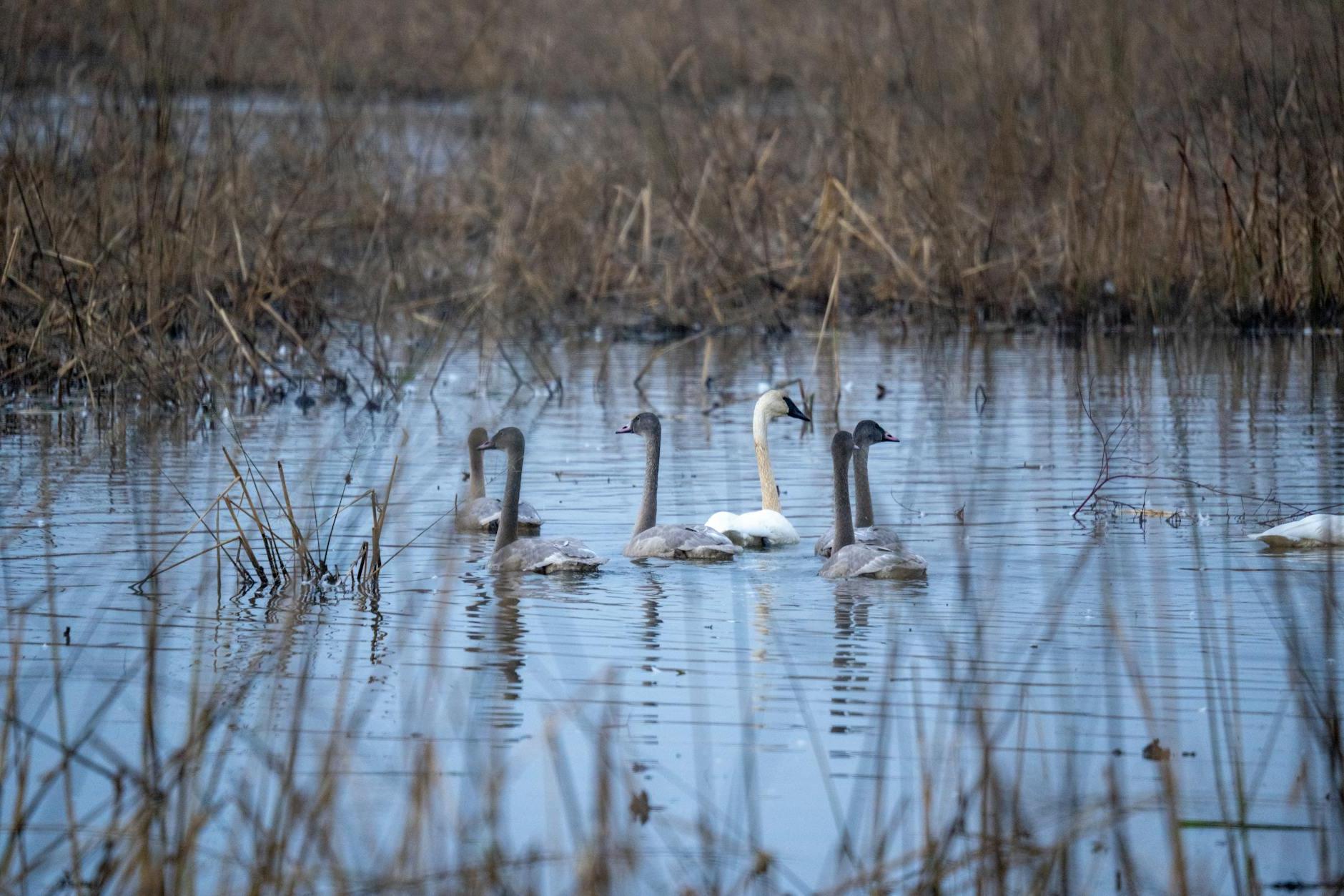 A group of swans swimming in a marshy area