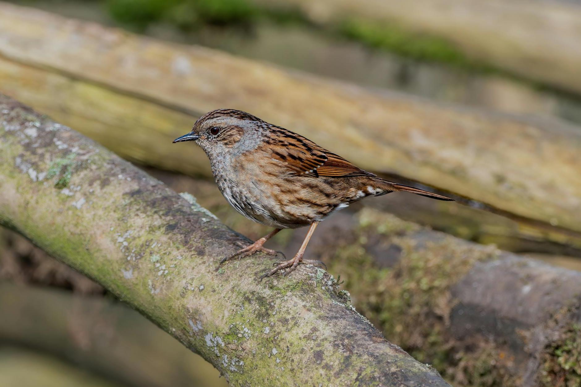 A small brown bird sitting on a branch