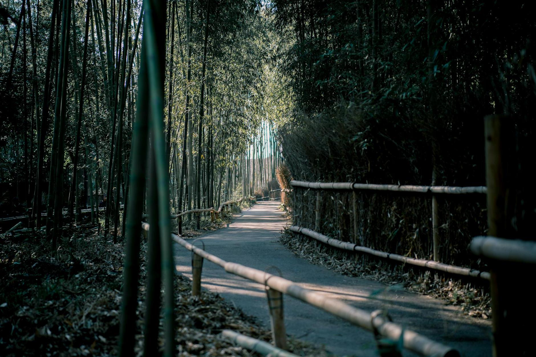 Clear Pathway in Line of Bamboo Trees