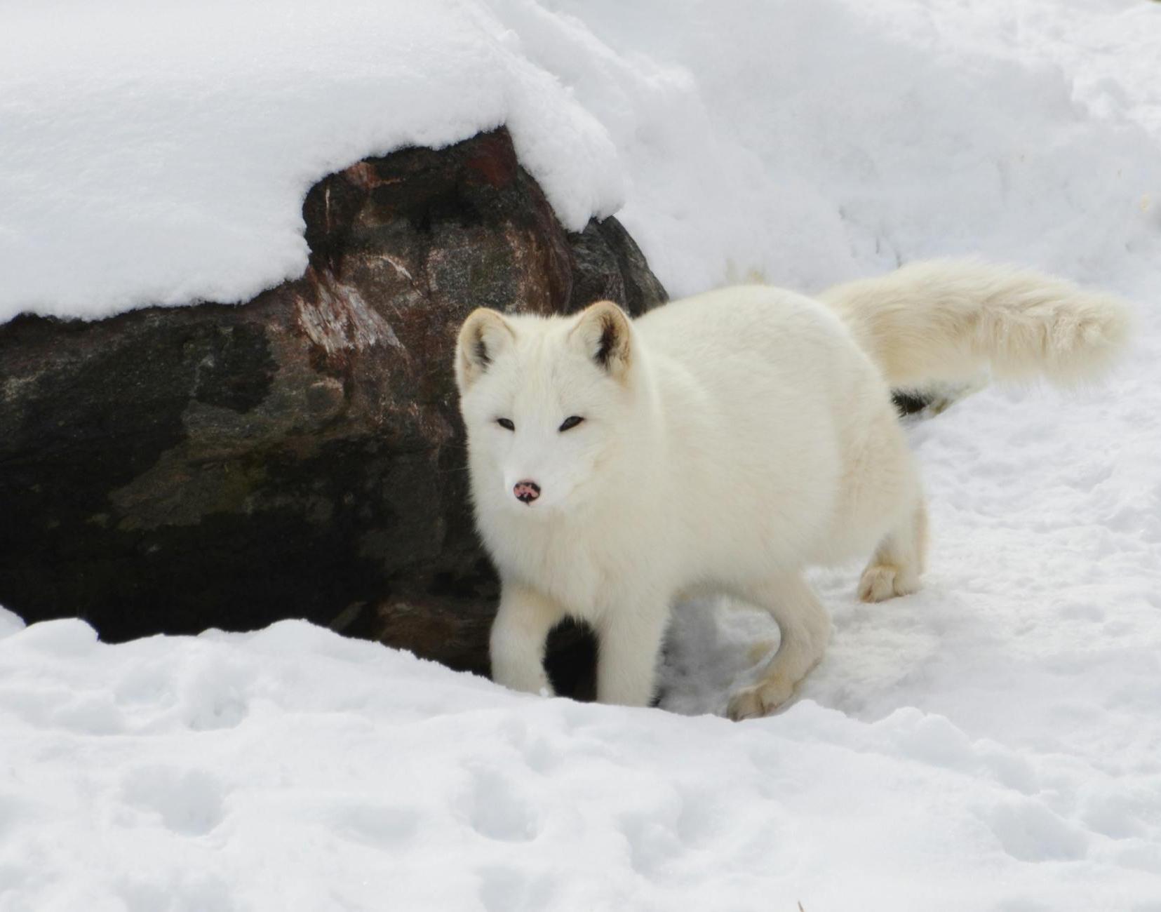 Snow Fox Near Brown Rock