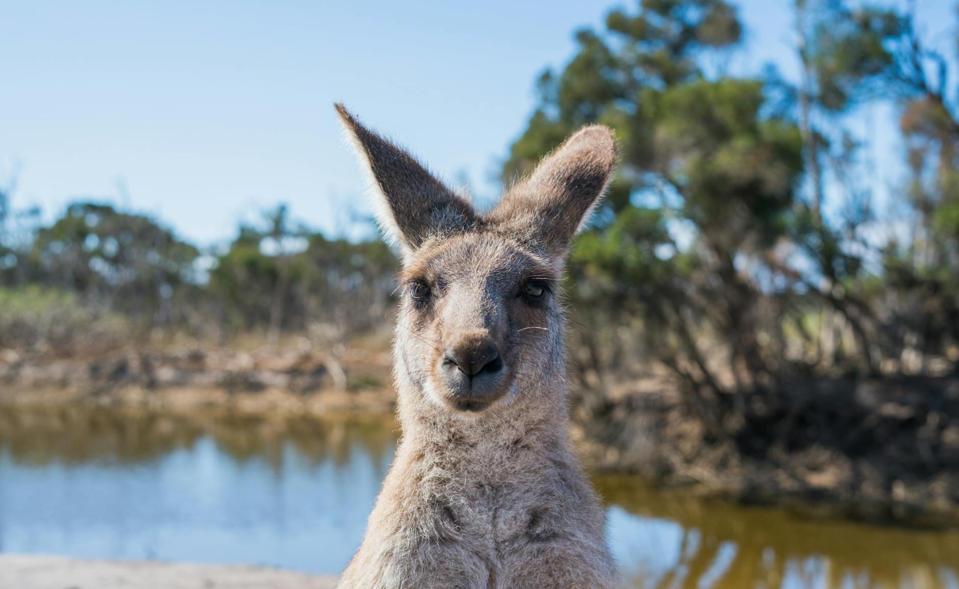 Shallow Focus Photo Of Kangaroo