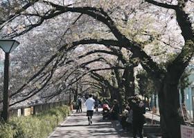 10 Must-Visit Attractions in Tokyo: Unveiling Japan's Metropolitan Gems