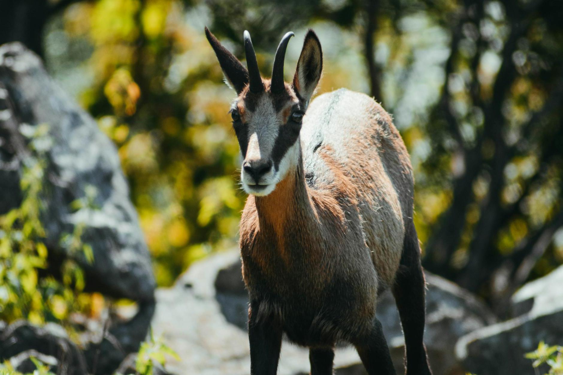 Selective Focus Photography of Gazelle