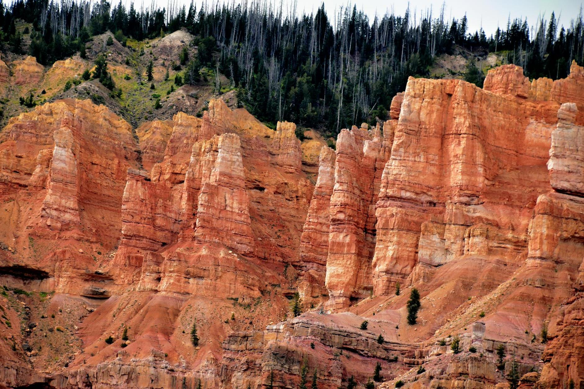 A view of a canyon with red rocks and trees