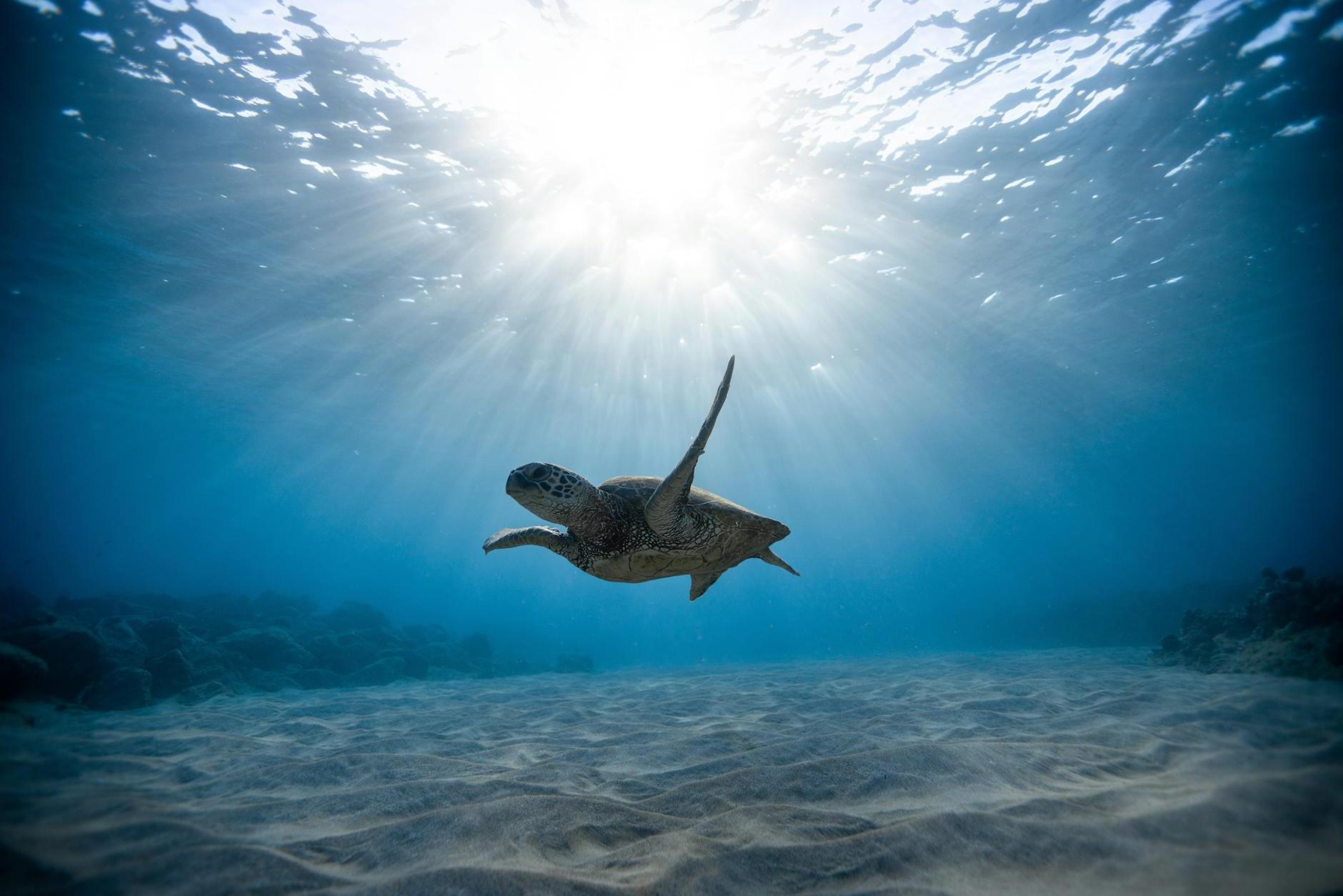 Underwater Photography of Turtle