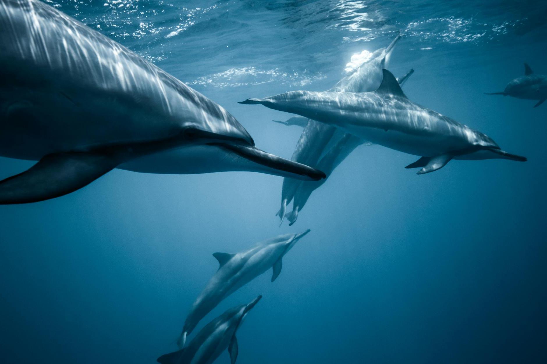 Photo of Pod of Dolphins