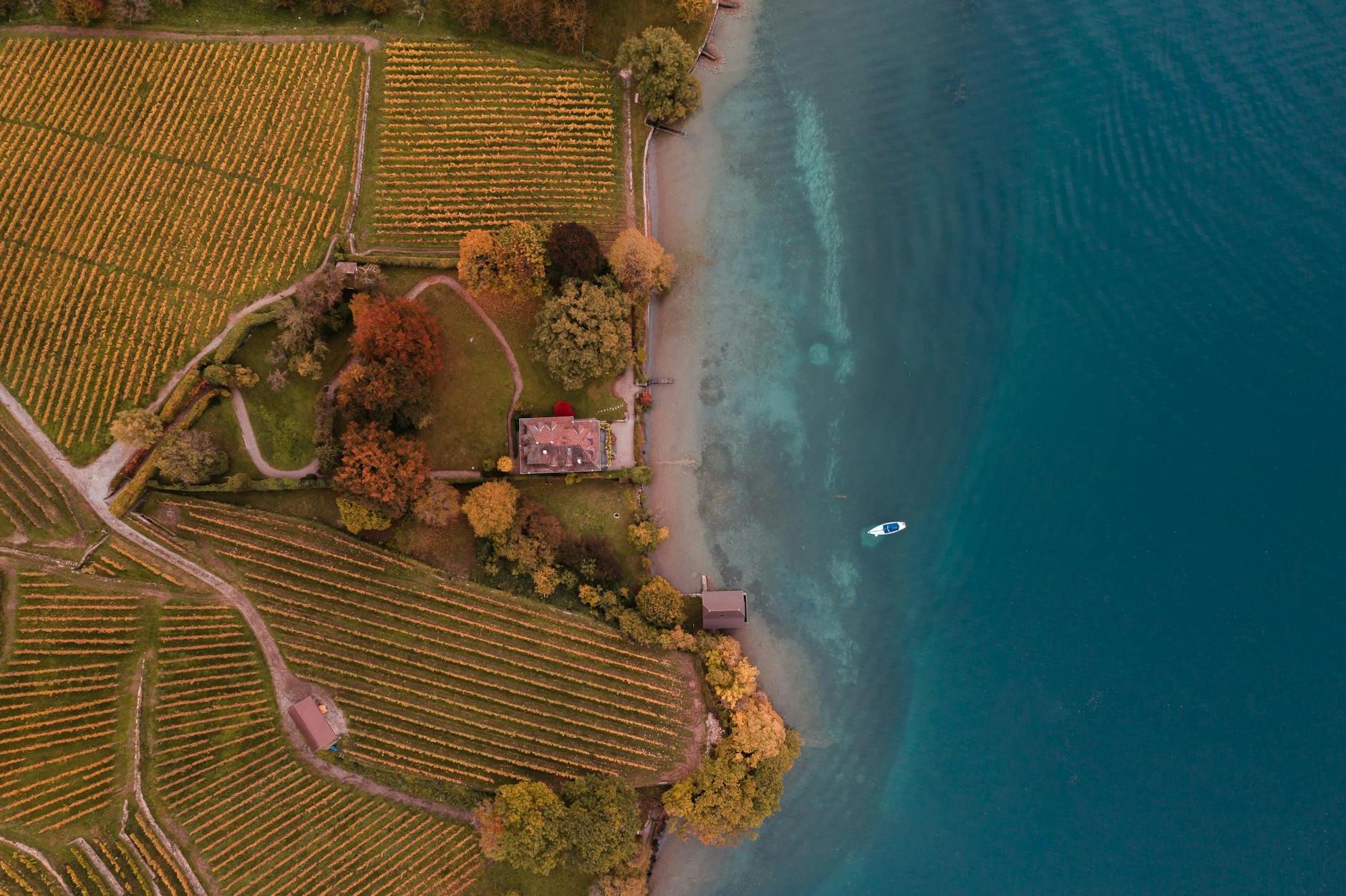 Aerial view of vineyards and a lake