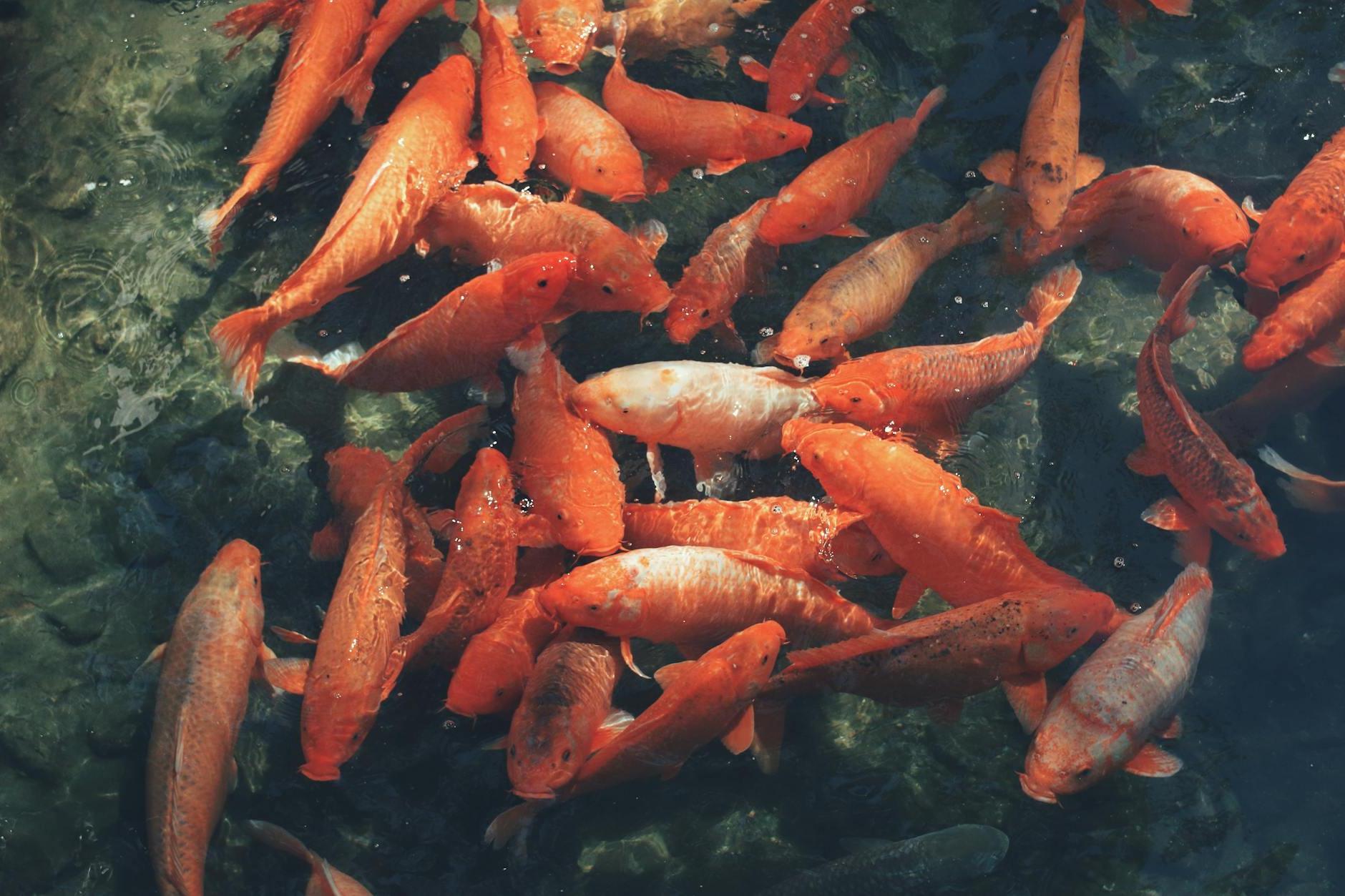 A group of orange fish swimming in a pond