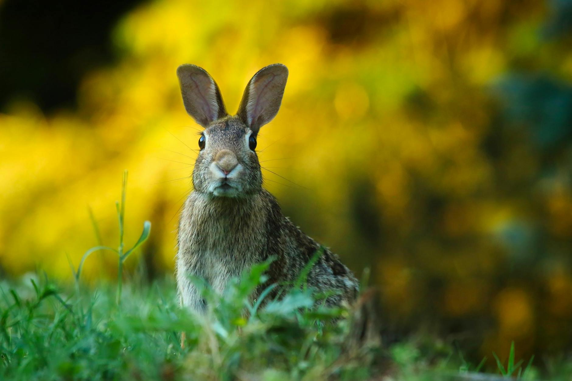 Close-up of Rabbit on Field