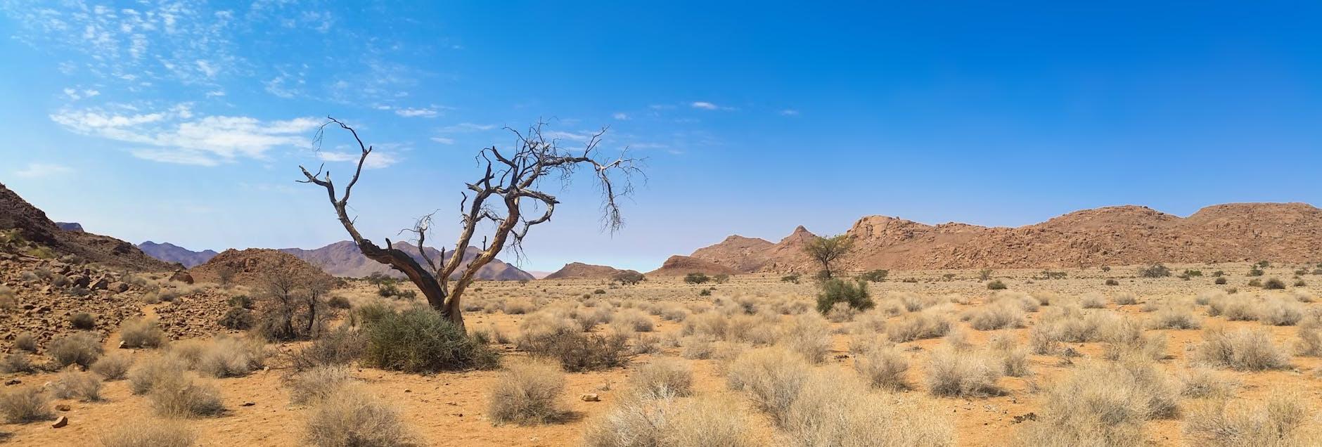 Bare Tree on Desert Land