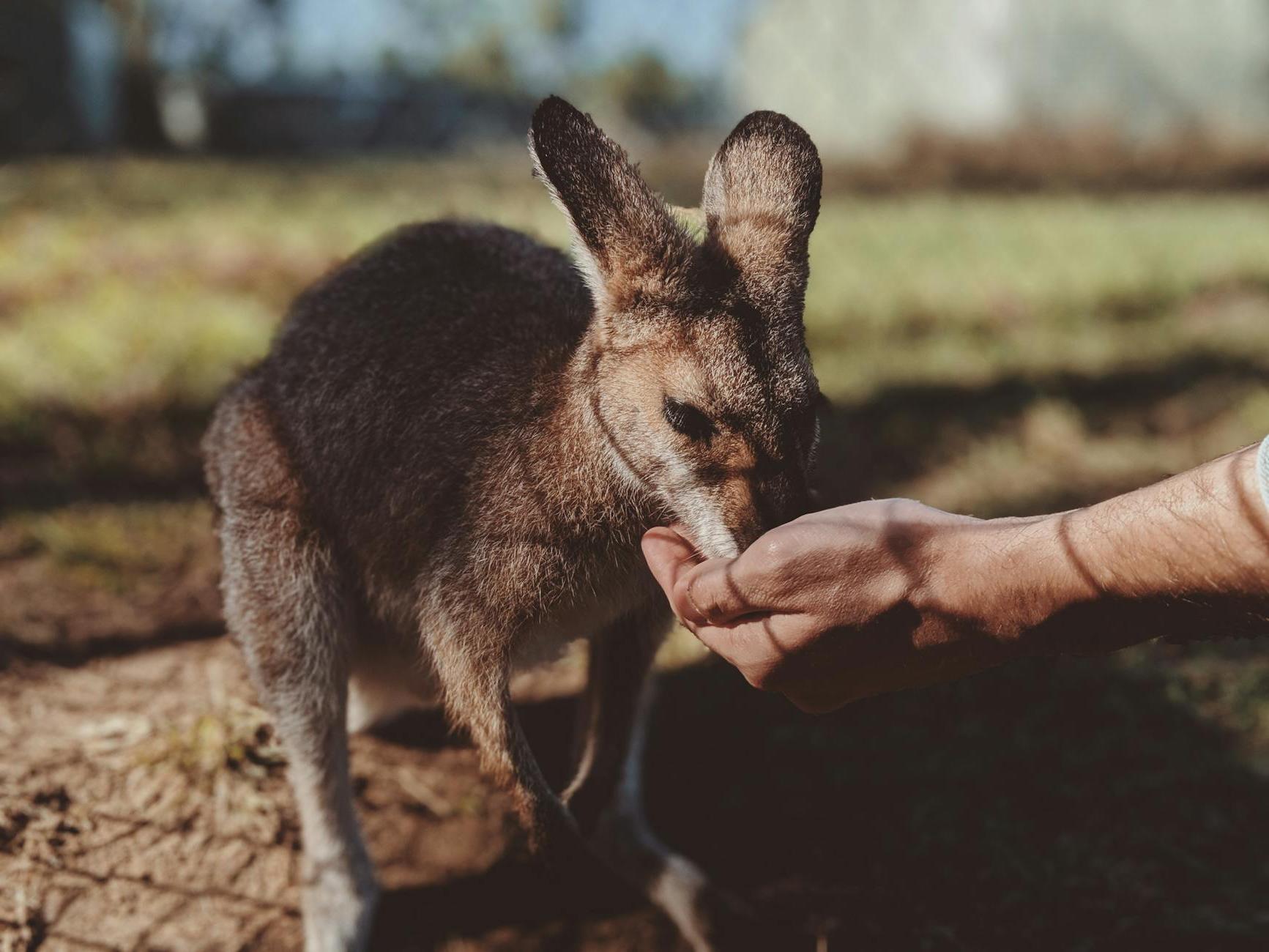 Close-Up Photo of Person's Hand Feeding a Kangaroo