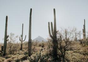 Discover Scottsdale: 10 Must-Visit Places in Arizona's Gem