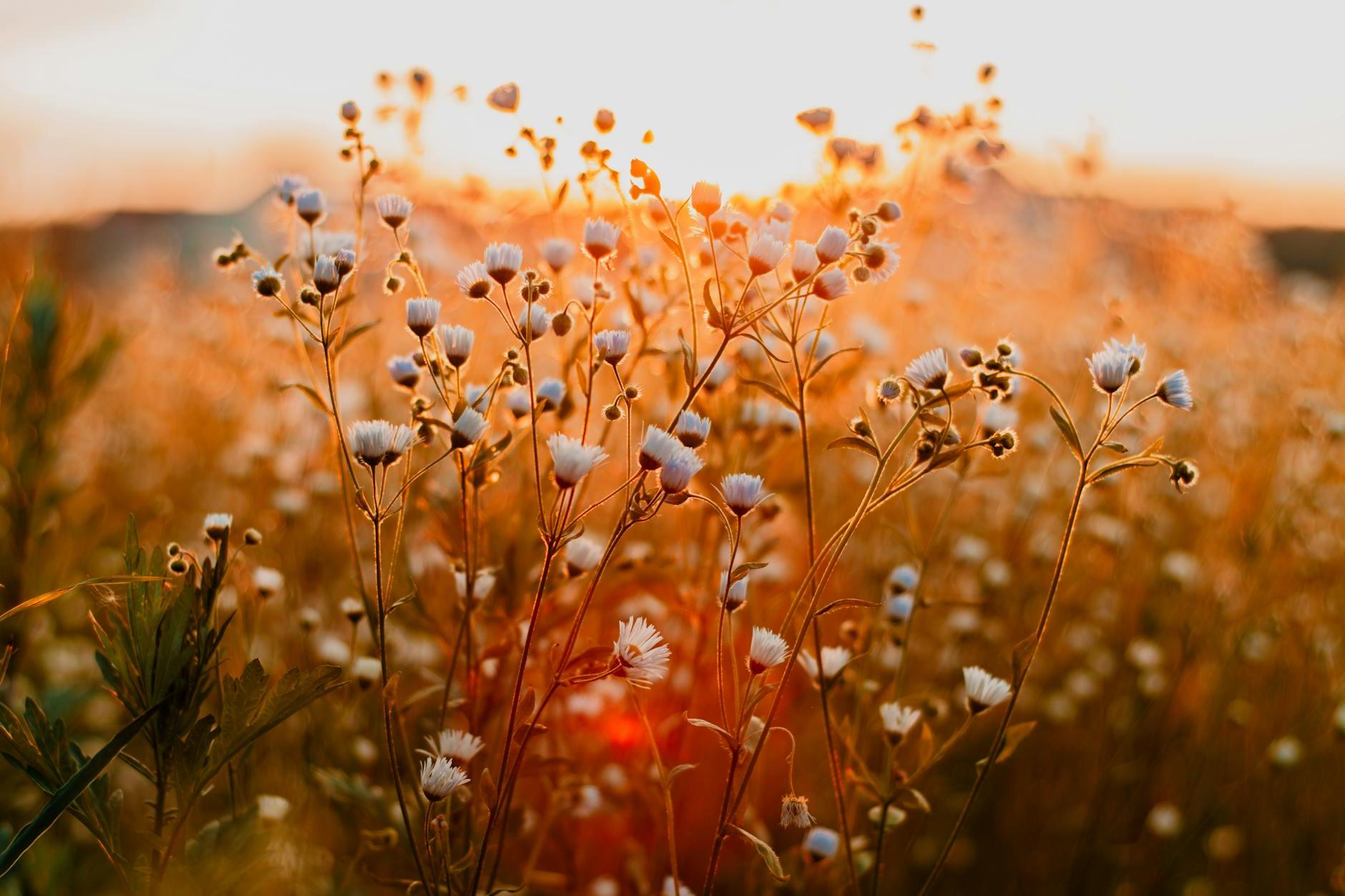 Close-Up Photo Of Flowers During Daytime