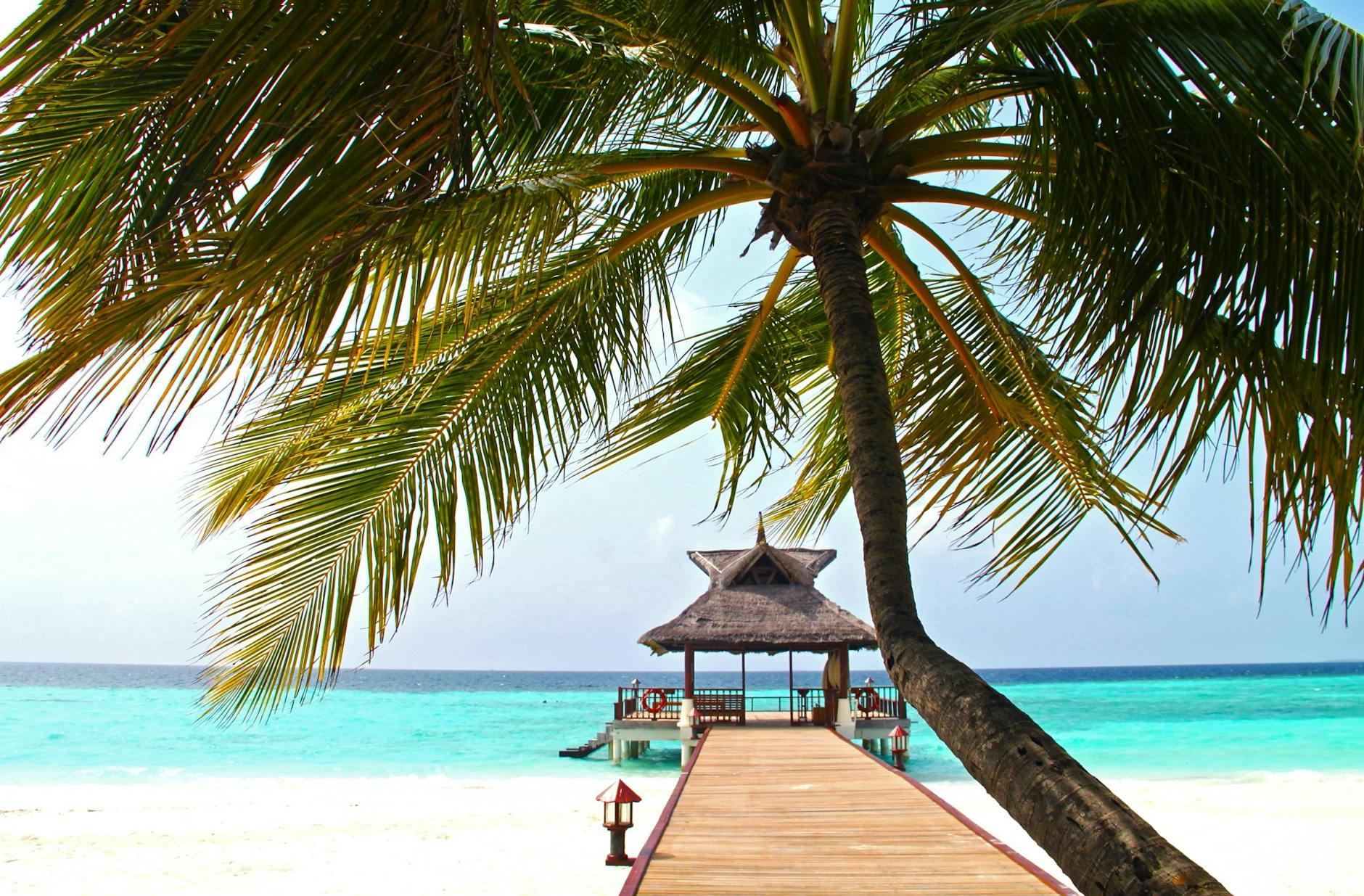 Beach Dock With Palm Tree