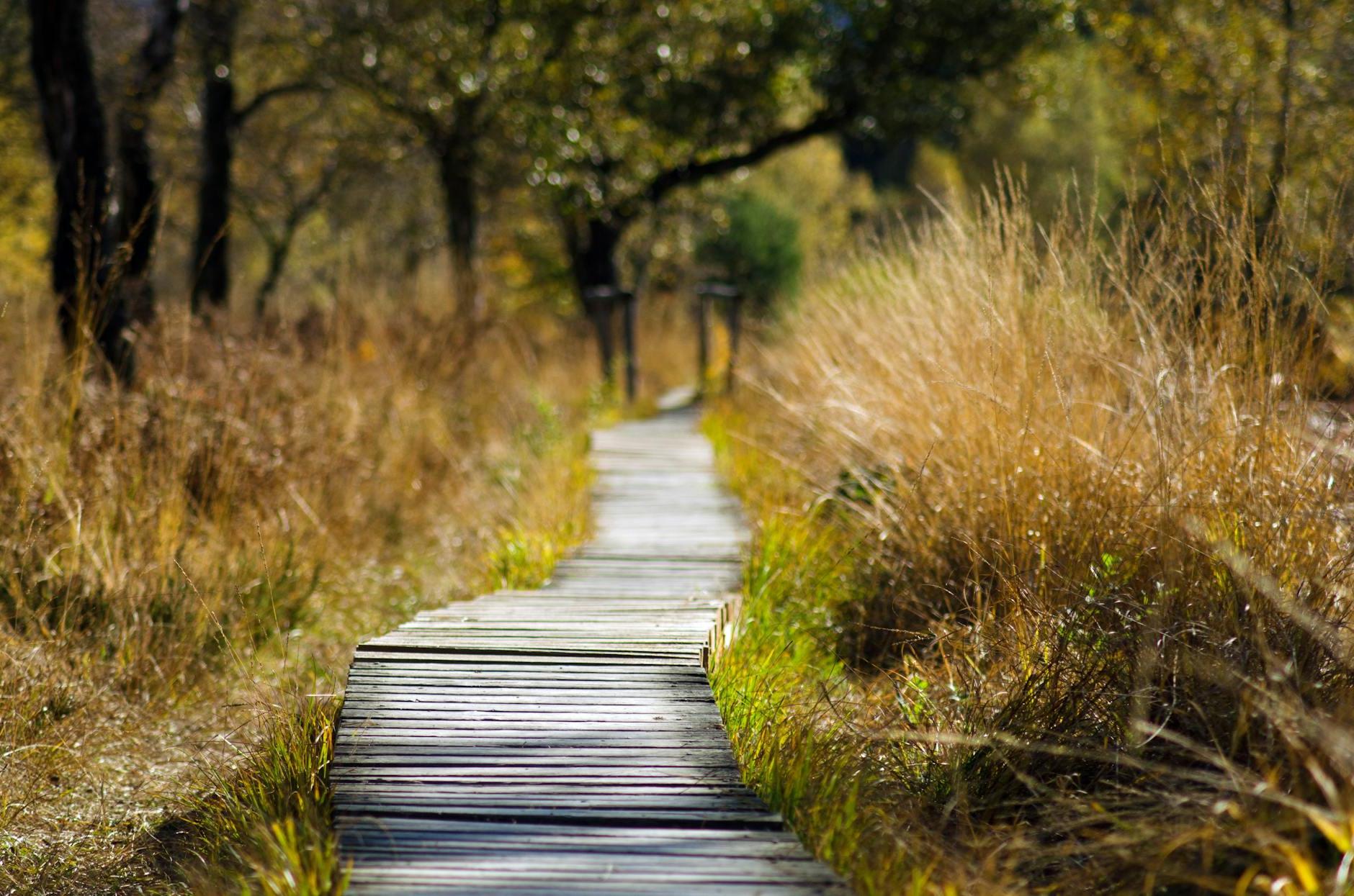 Wooden Bridge in Shallow Photo