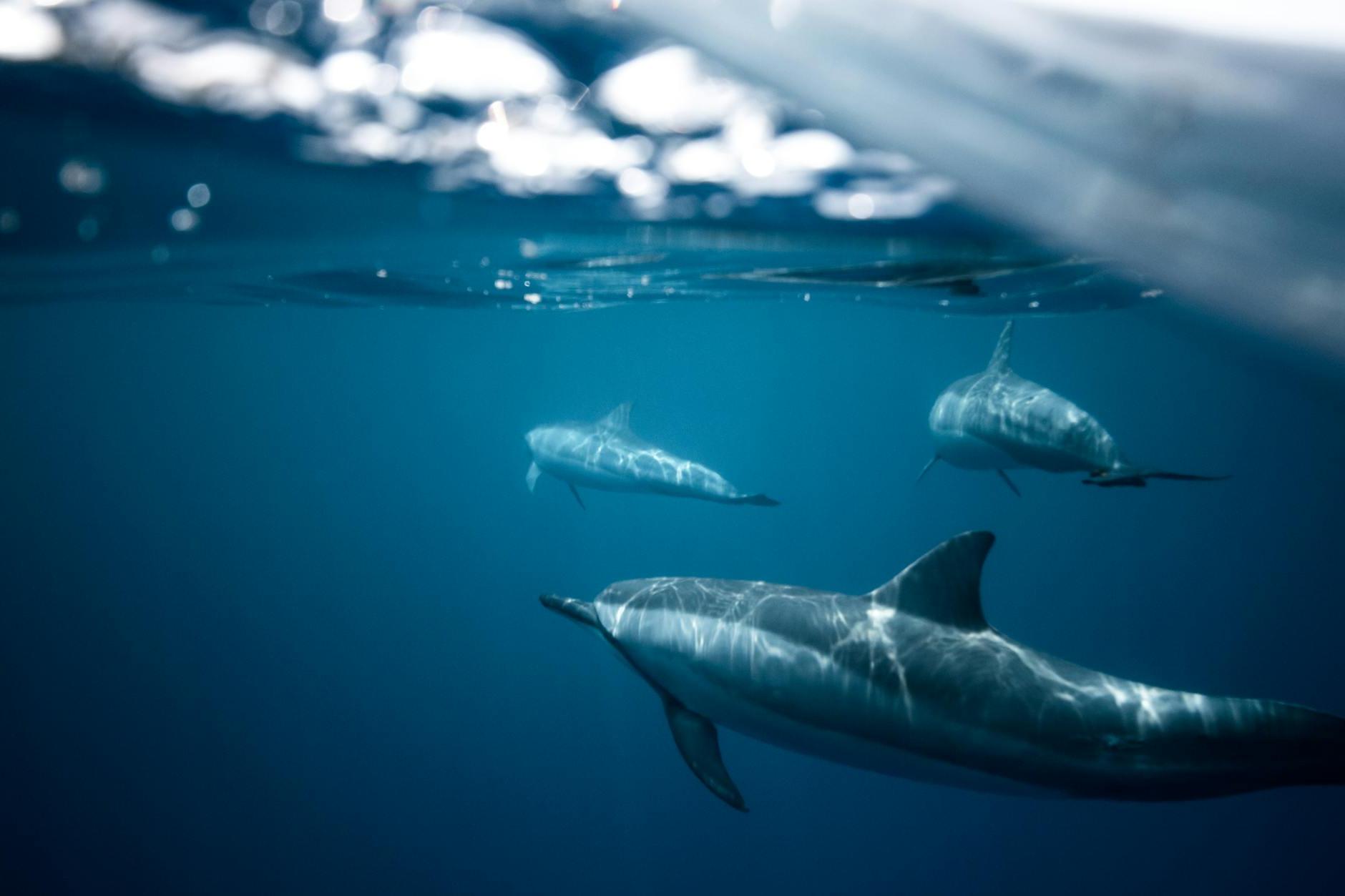 Split-shot Photo of Dolphins Undewater 