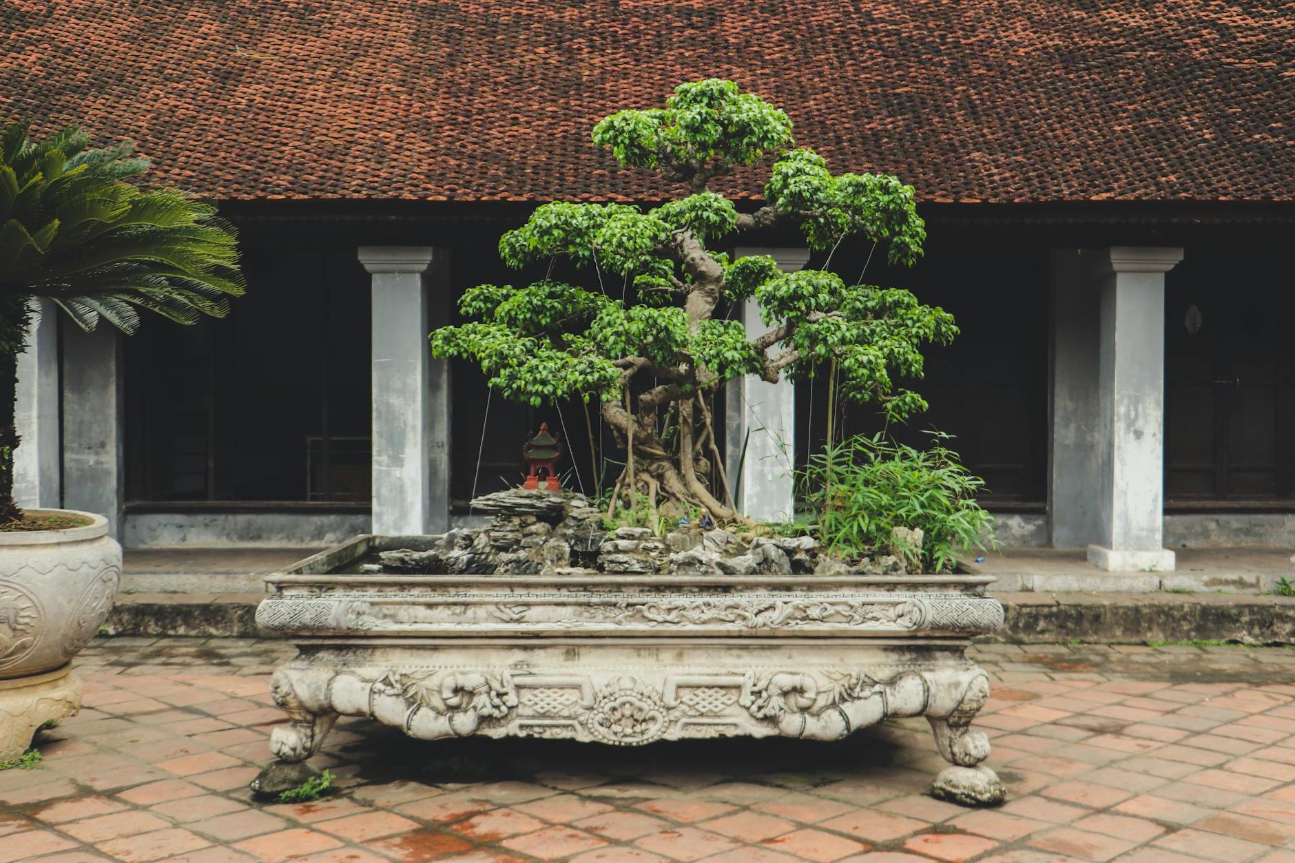 Green-leafed Bonsai Plant