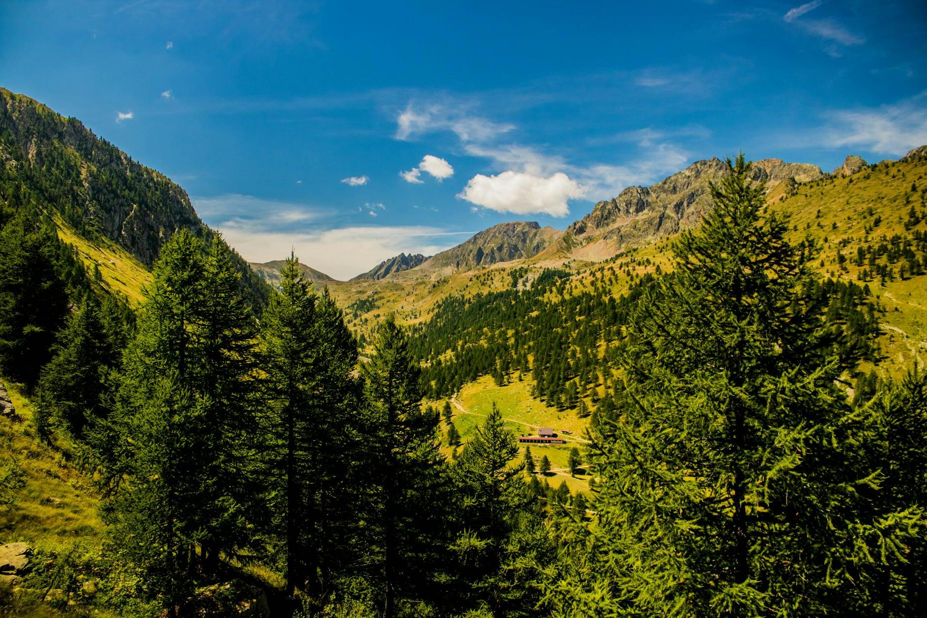 High Angle Shot Of Tall Green Trees On Mountain Slopes  Under Blue Sky