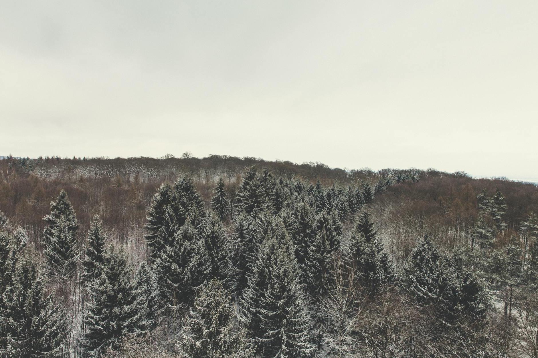 Green Pine Trees Under White Sky