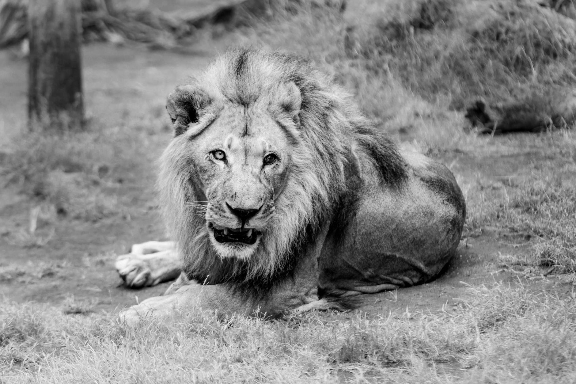 Portrait of Lion