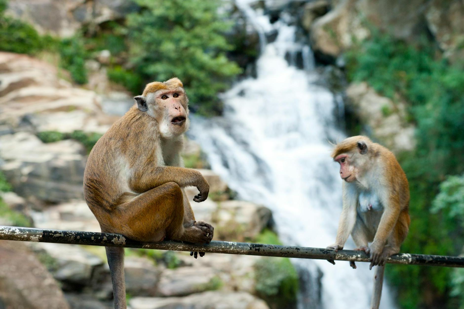 Selective Focus Photography of Two Brown Monkeys