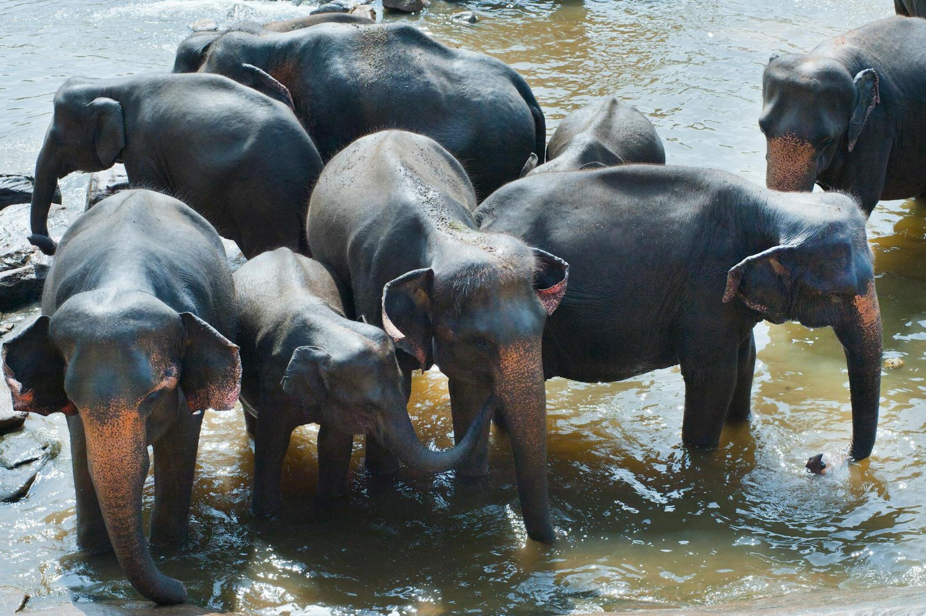 Group of Elephant Drinking Water
