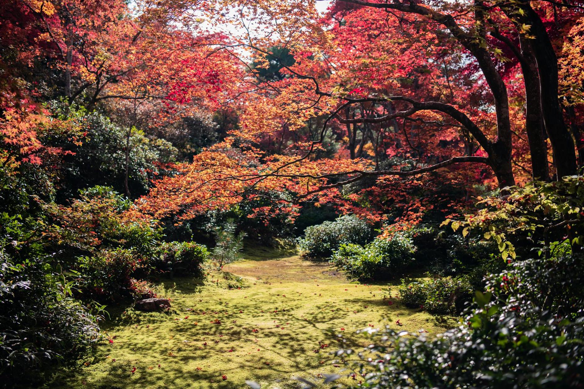 Red-leafed Tree