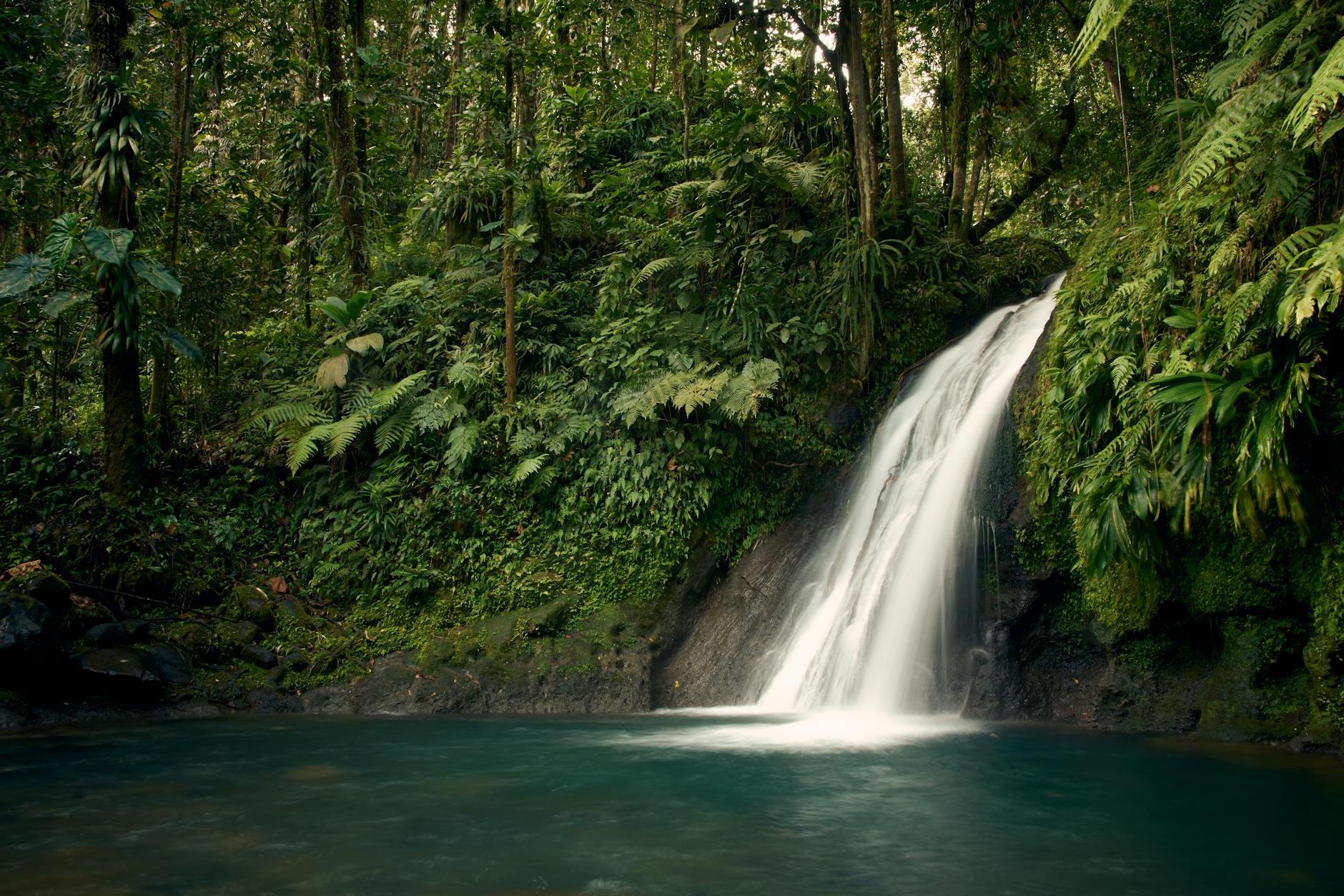 Waterfalls in the Middle of Green Trees