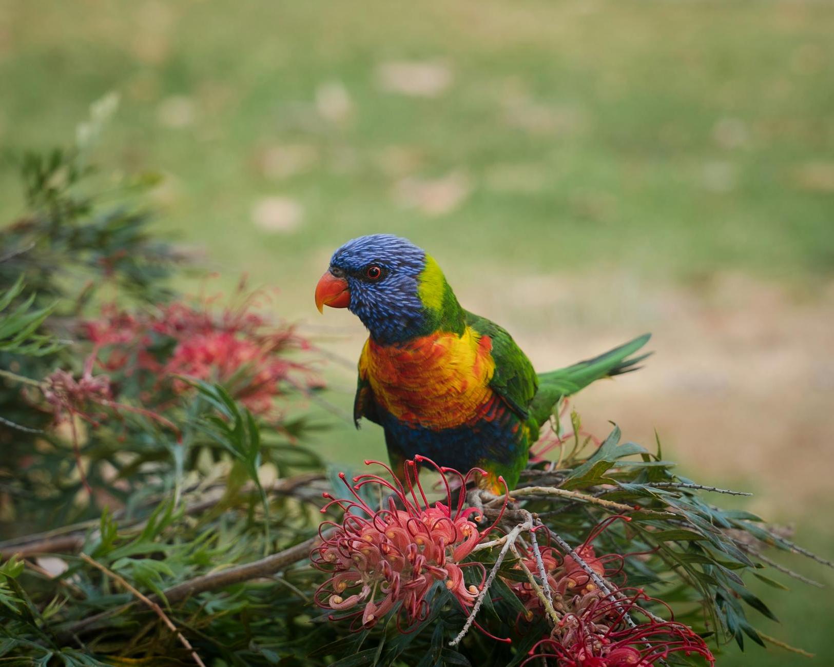 Multicolored Perched Bird