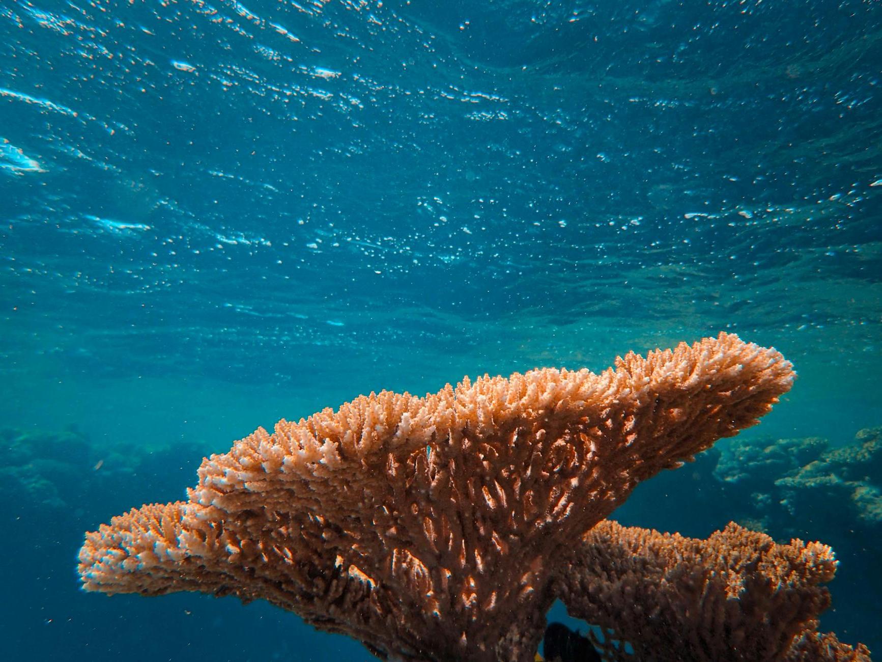 Brown Coral Reef in Blue Water