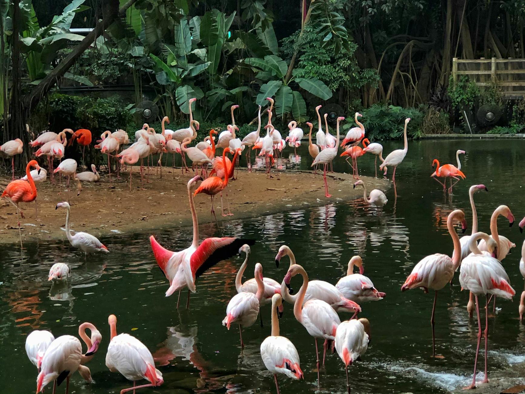 Flock of Flamingos 