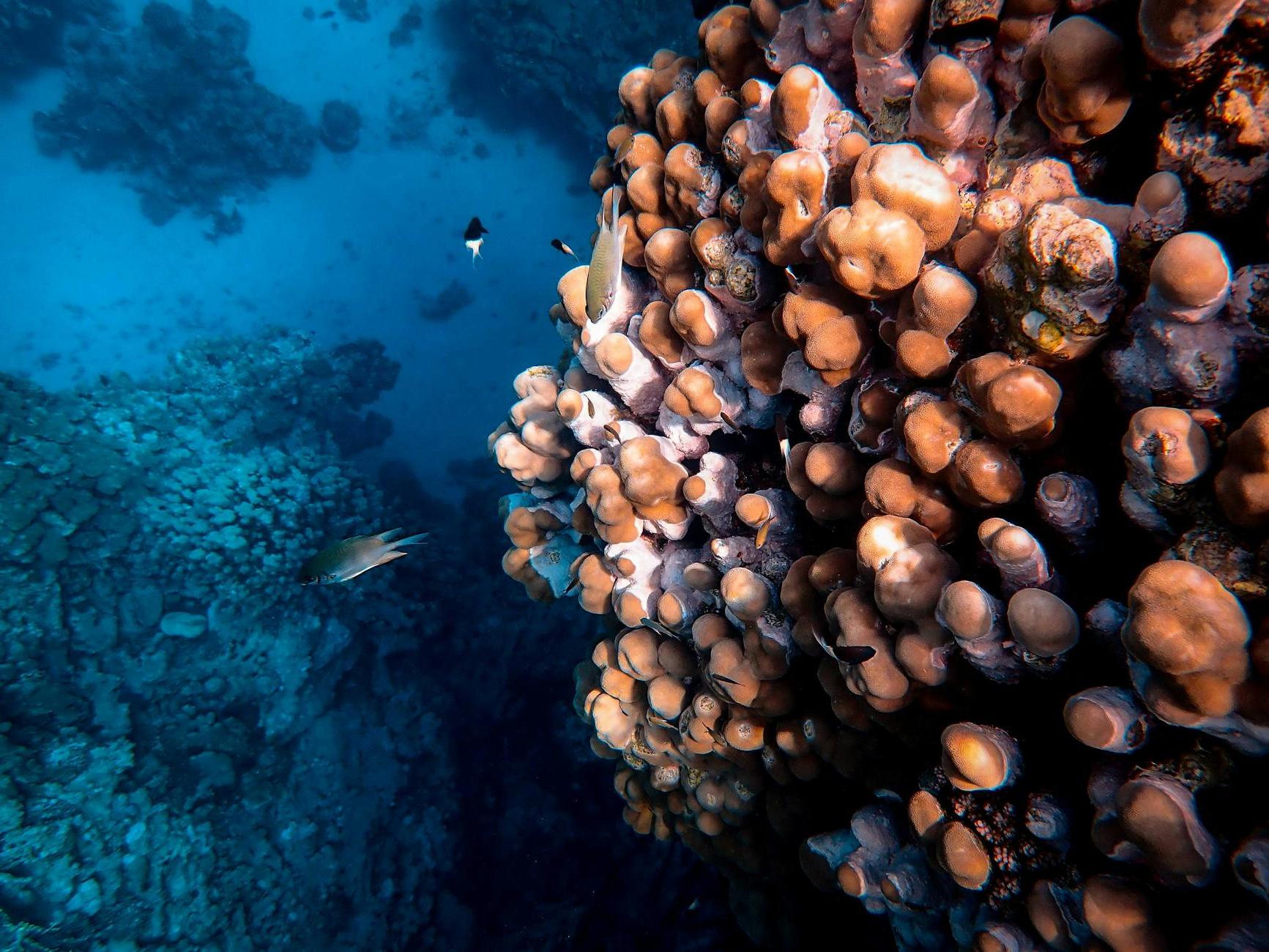 Photo Of Fish and Corals Underwater