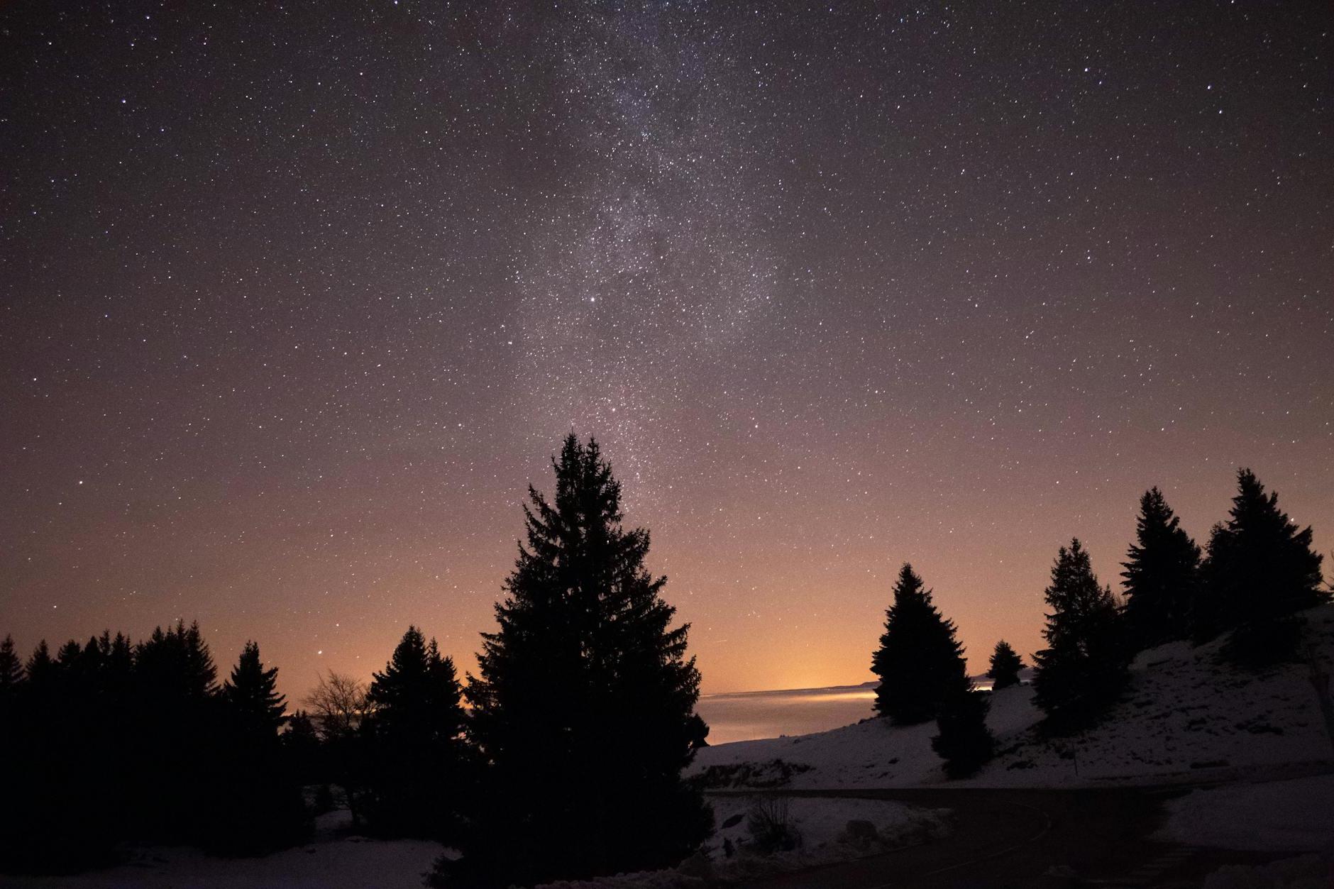 Silhouette of Trees Under Starry Night