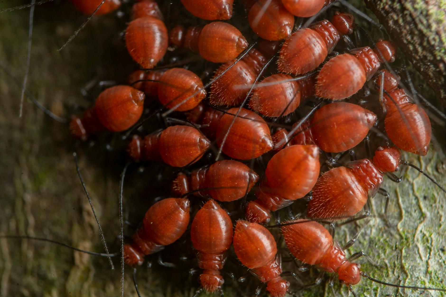 Red thorny bugs crawling on dry terrain in zoo