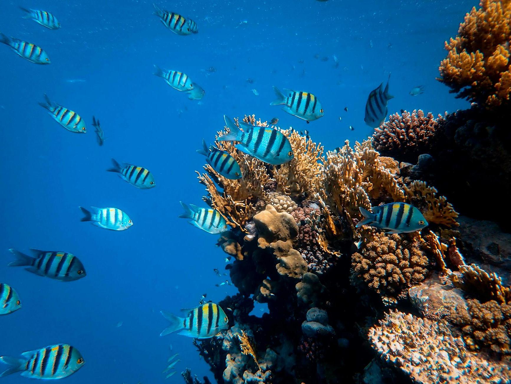 School of Fish in Body of Water