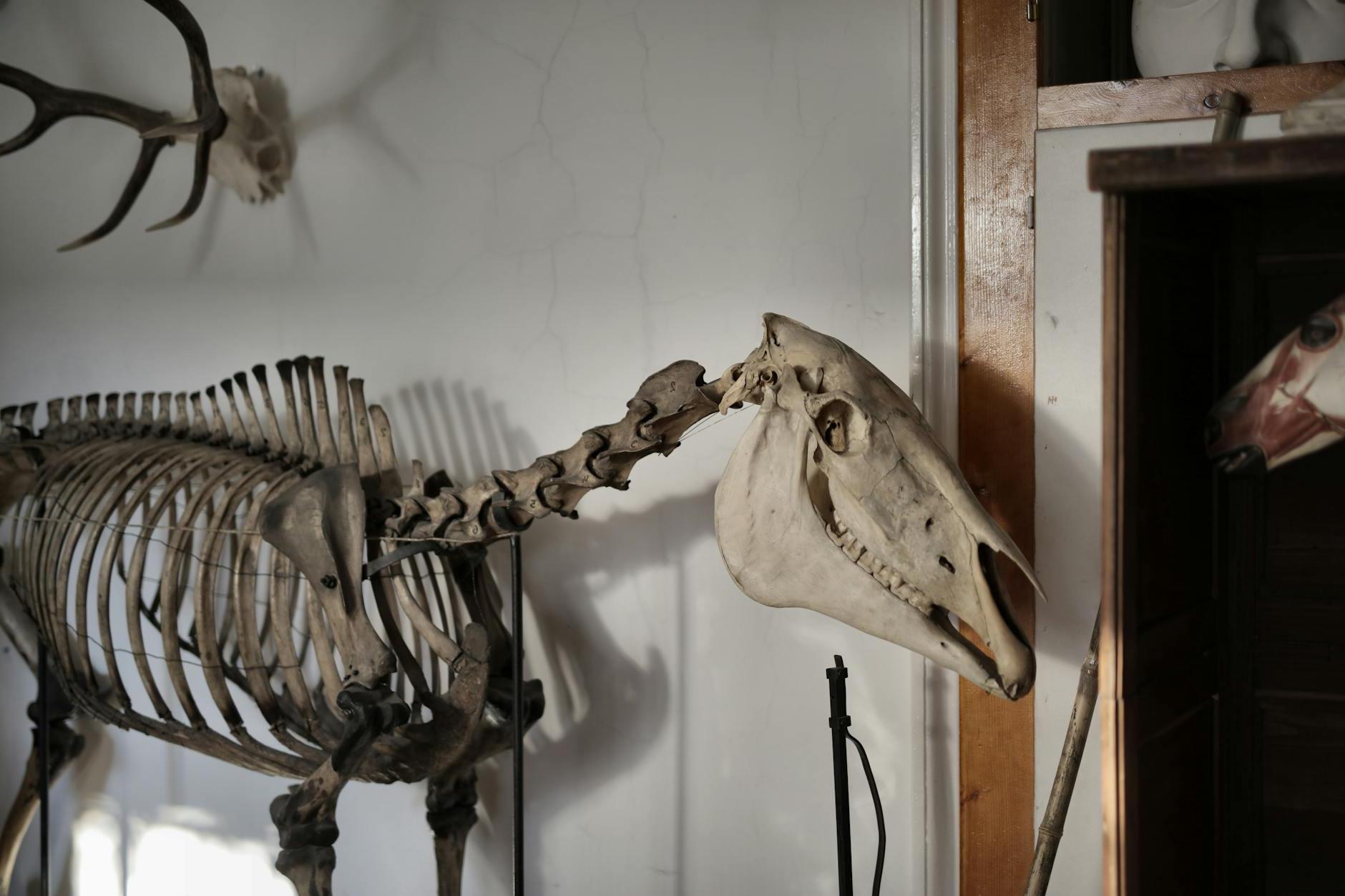 Skeleton of horse in museum