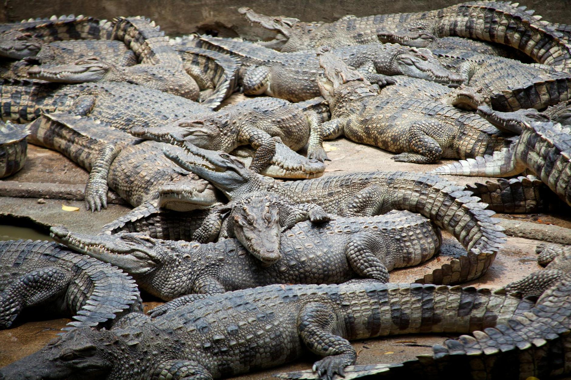 Crocodiles on Sand