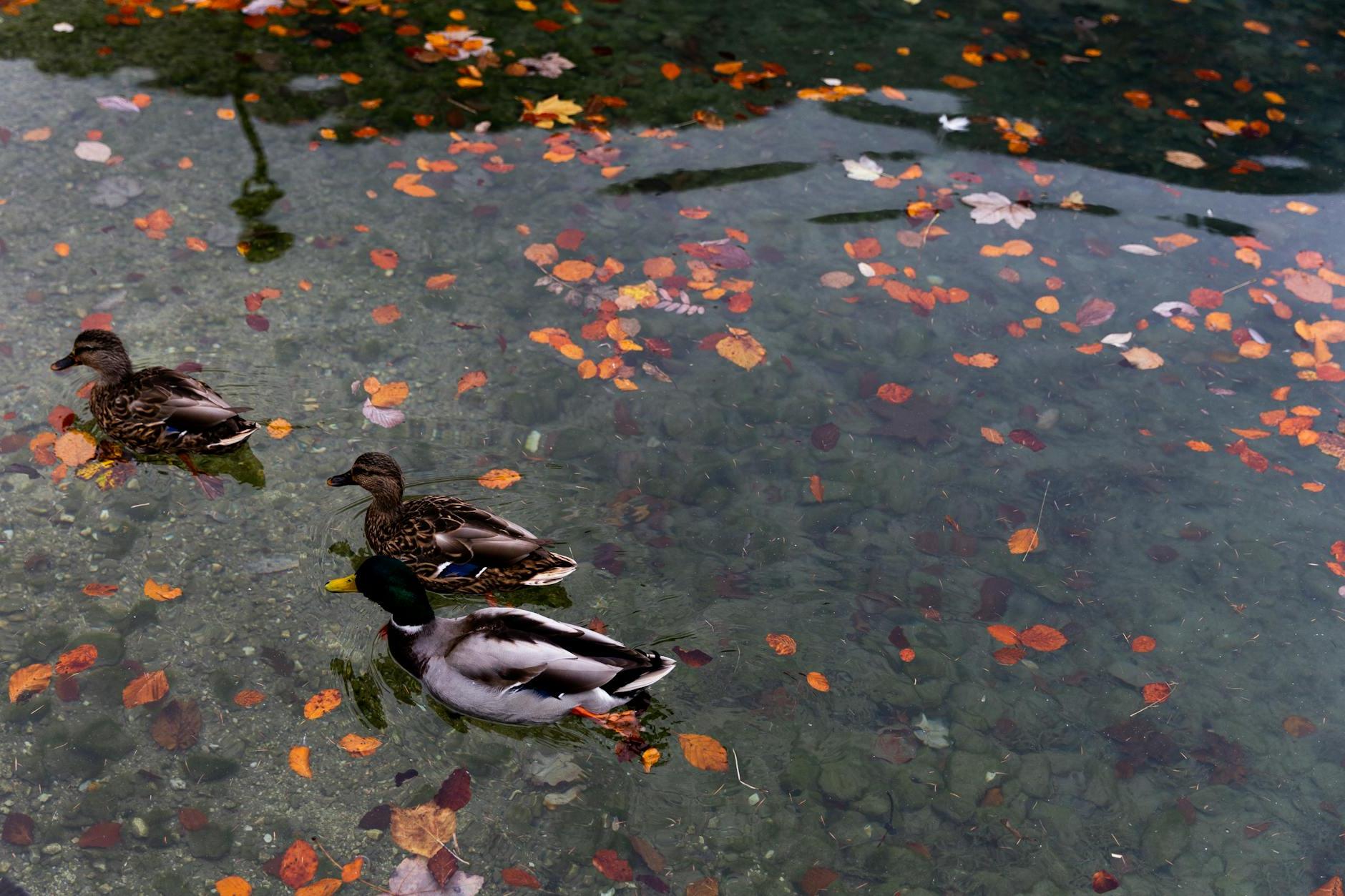 Wild ducks swimming in calm lake with colorful autumnal leaves in water in park