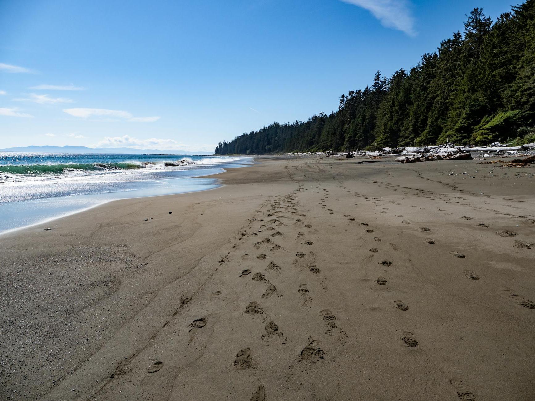 Beach Shore With Green Trees and Blue Sky